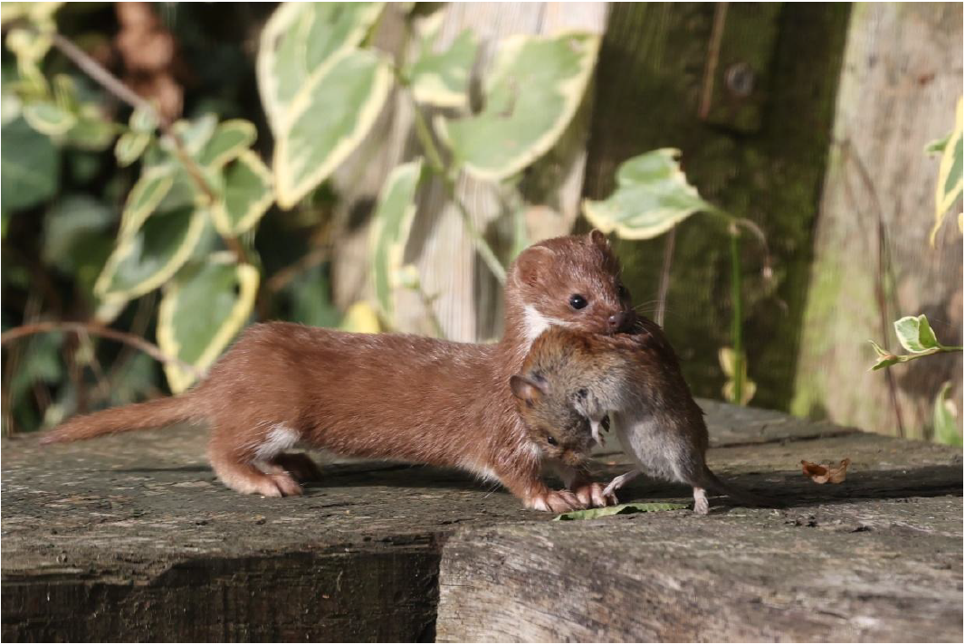 Wiesel mit Maus